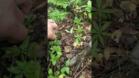 Wild Mushroom Hunting Alaska - C. micaceus?