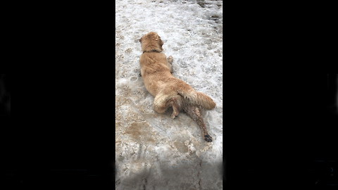 Golden Retriever Has Fun In the Snow at Dog Park