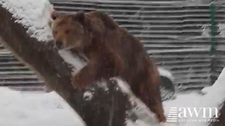 Camera Captures Joyous Moment Bear That’s Been Caged For 20 Years, Experiences Snow