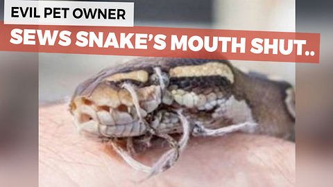 Abused Snake Discovered With It's Mouth Sewn Shut