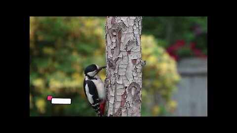 Designer Birds Woodpecker Amazing Nest Building | AF footage😍