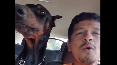 Doberman and owner howl together during car ride