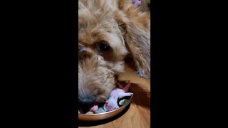 Asmr raw fed goldendoodle puppy eats her Thanksgiving feast