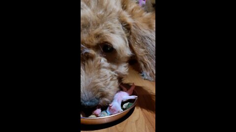 Asmr raw fed goldendoodle puppy eats her Thanksgiving feast