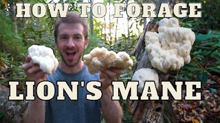Lion's Mane Mushroom Foraging