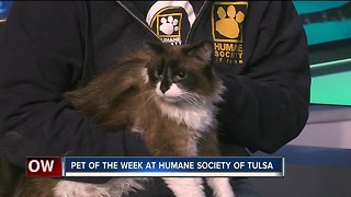 Pet of the Week at Humane Society of Tulsa