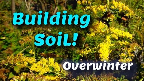 Building Soil for FREE over winter!