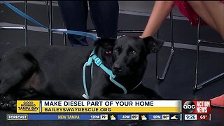 Rescues in Action April 27 | Diesel needs forever home