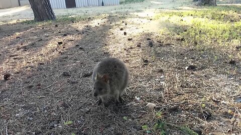 Quokkas on Rottnest Island