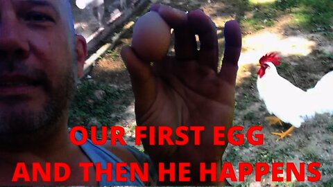 Eight Month Old Rhode Island Red Hen Lays First Egg On The Mini Farm!