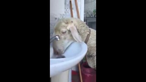 The sheep opens the tap and drinks water