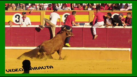 TUDELA ( NAVARRA ) MATINAL 3º ENCIERRO VAQUILLAS PLAZA ( MIÉRCOLES 27 JULIO 2022 ) HNOS.GANUZA