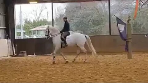 Friesian X Lipizzaner