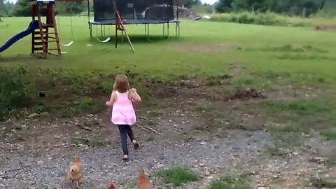 Pack Of Chickens Chases A Little Girl