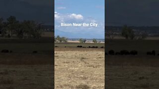Bison Near The City #Shorts