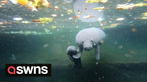 Incredible moment rare manatee gives birth to baby calf in zoo pool