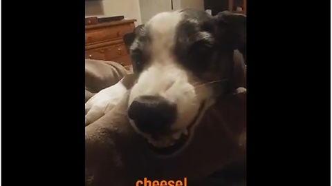 Friendly Dog Says 'Cheese' For The Camera