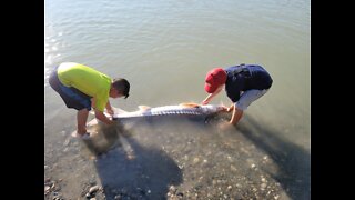 kid catches a huge sturgeon fish