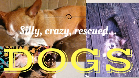 Cute Chihuahua-Mix Rescues Goofing Off
