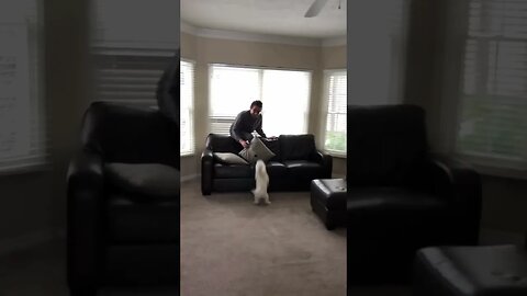 Small Dog Chases Grown Man