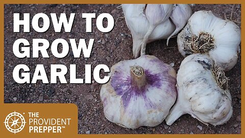 Garlic Is a Powerful Prepper Crop: How to Grow, Harvest and Store It