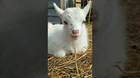 #babygoat #goats #homesteadlife #cuteanimals #farmlife #adorable #farmanimals #adorableanimals #vlog