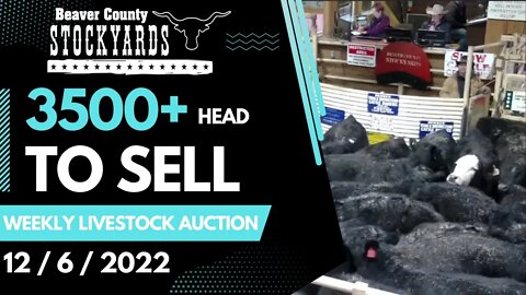 12/6/2022 - Beaver County Stockyards Livestock Auction