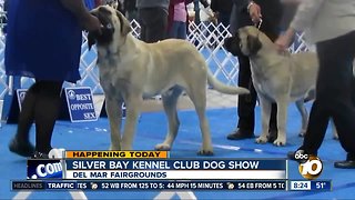 Silver Bay kennel club dog show