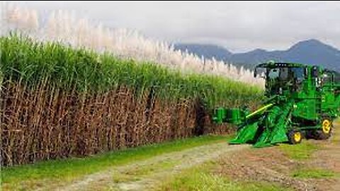 SugarCane Growing and Harvest - Sugar Mill Processing Line - Modern Machine Harvest