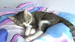 Cat Pink Toe Beans