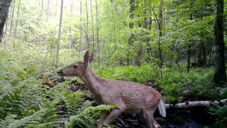 HD Game Camera on Natural Tree Bridge In Northern Wisconsin