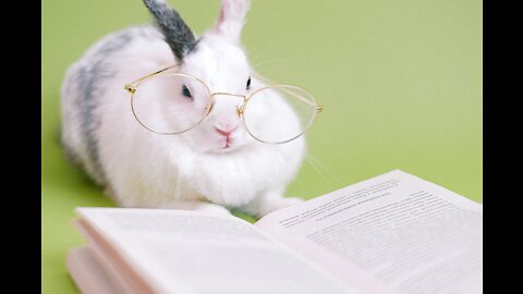 Funny rabbit -