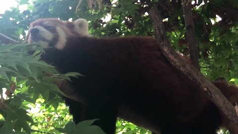 Lesser panda