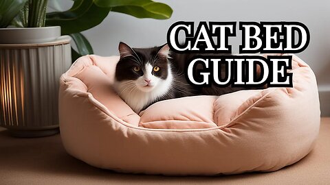 The Essential Steps for Finding Your Cat's Dream Bed