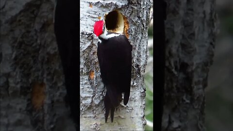 Pileated Woodpecker in Northern Ontario April 20