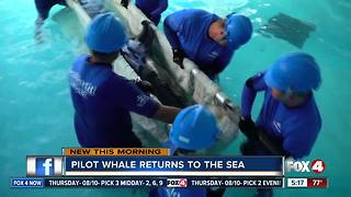 Pilot whale returns to the sea after a brief SeaWorld rehab