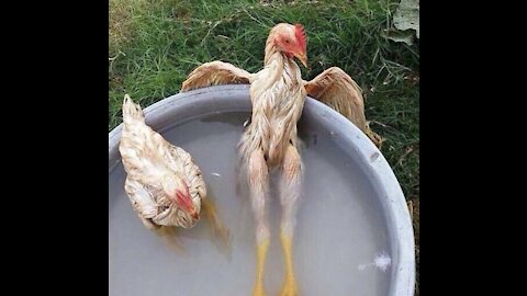 Funny Chickens Try Not To Laugh !