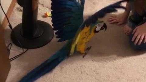 Parrot very protective of her toy puppy