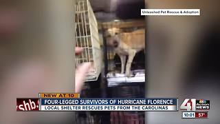 80 dogs rescued from Hurricane Florence up for adoption in Mission, KS