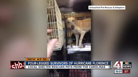 80 dogs rescued from Hurricane Florence up for adoption in Mission, KS