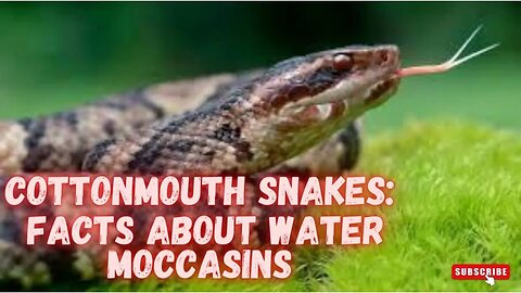 COTTONMOUTH SNAKES: FACTS ABOUT WATER MOCCASINS - Snake Discovery Channel (Documentary)