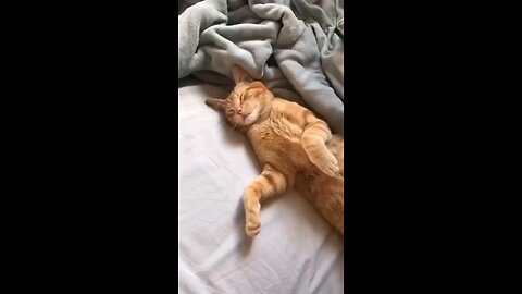 "Paws and Play: Ultimate Cute Cat Moments! 🌟 | #FluffyFrenzy #CatMania #ViralCuteness 😺"