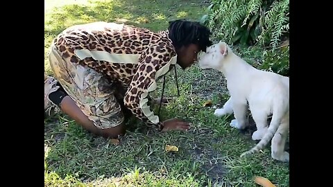 White tiger scenes in park