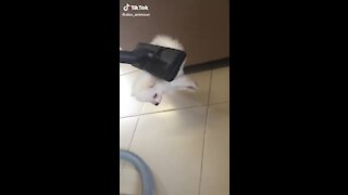 Puppy shows off his "magic" floating skills