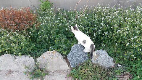 A kitten looking at autumn flowers.(71day old cat - part6)