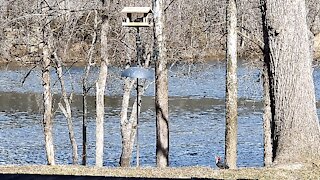 PETE AT THE FEEDER ON THE SUET BLOCK