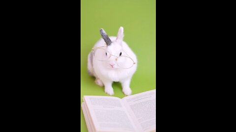 Cute Rabbit reading book 😍♥️