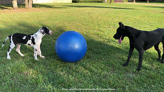 Funny Great Danes Play With Jumbo Horse Jolly Ball
