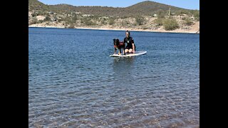 Aussie Shepherd becomes a water dog