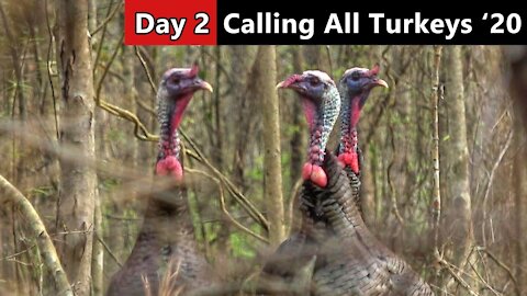 A Trio Of Gobblers Slipped In On Us! - Mississippi Turkey Hunting - Calling All Turkeys